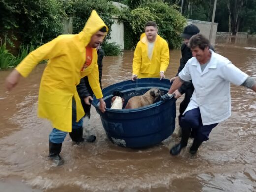 Coordenadoria de Bem-Estar Animal da Prefeitura realiza campanha para arrecadar ração