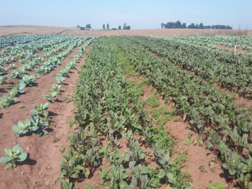 Passo Fundo recebe encontro sobre horticultura