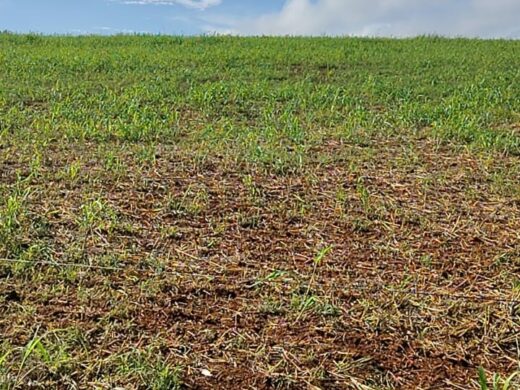 Prefeitura declara situação de emergência devido à estiagem