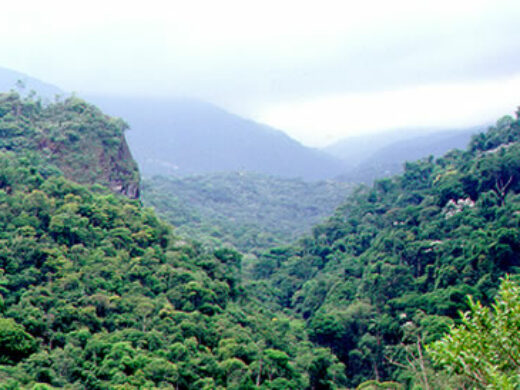 Passo Fundo faz parte do Convênio Mata Atlântica
