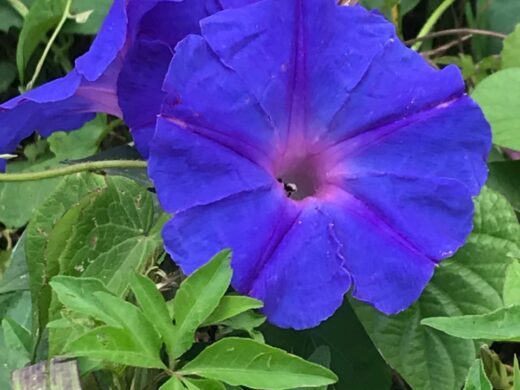 Flor símbolo de Passo Fundo