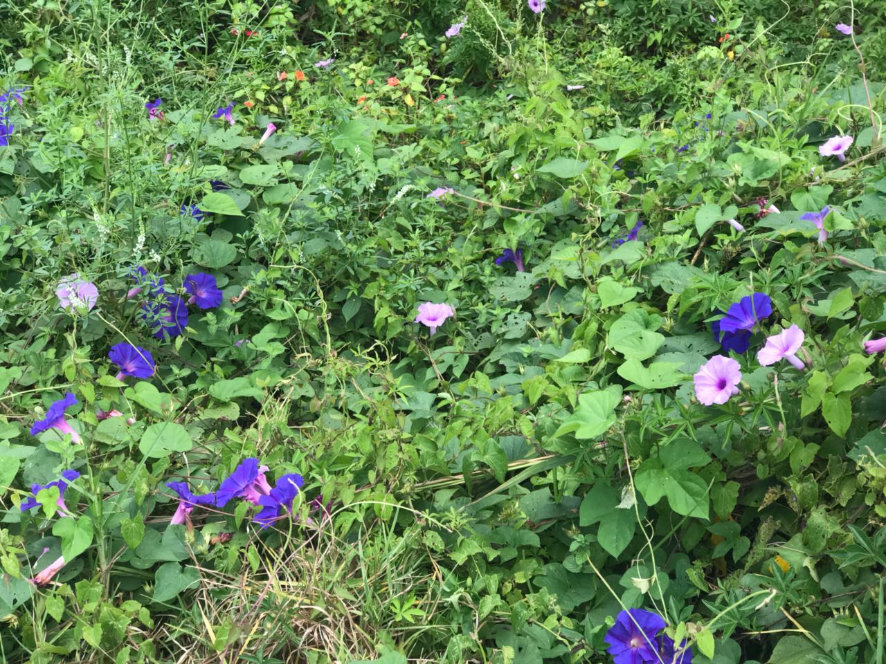 2501_flors2