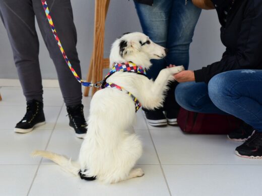 Mais de 6 mil animais castrados pelo É o Bicho