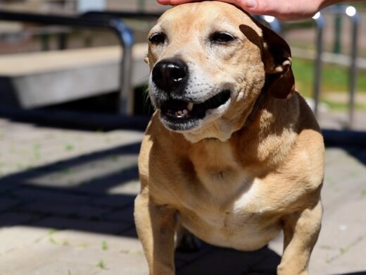 7 mil animais castrados pelo É o Bicho