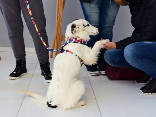 Prefeitura promove feira de saúde animal nesta quinta-feira