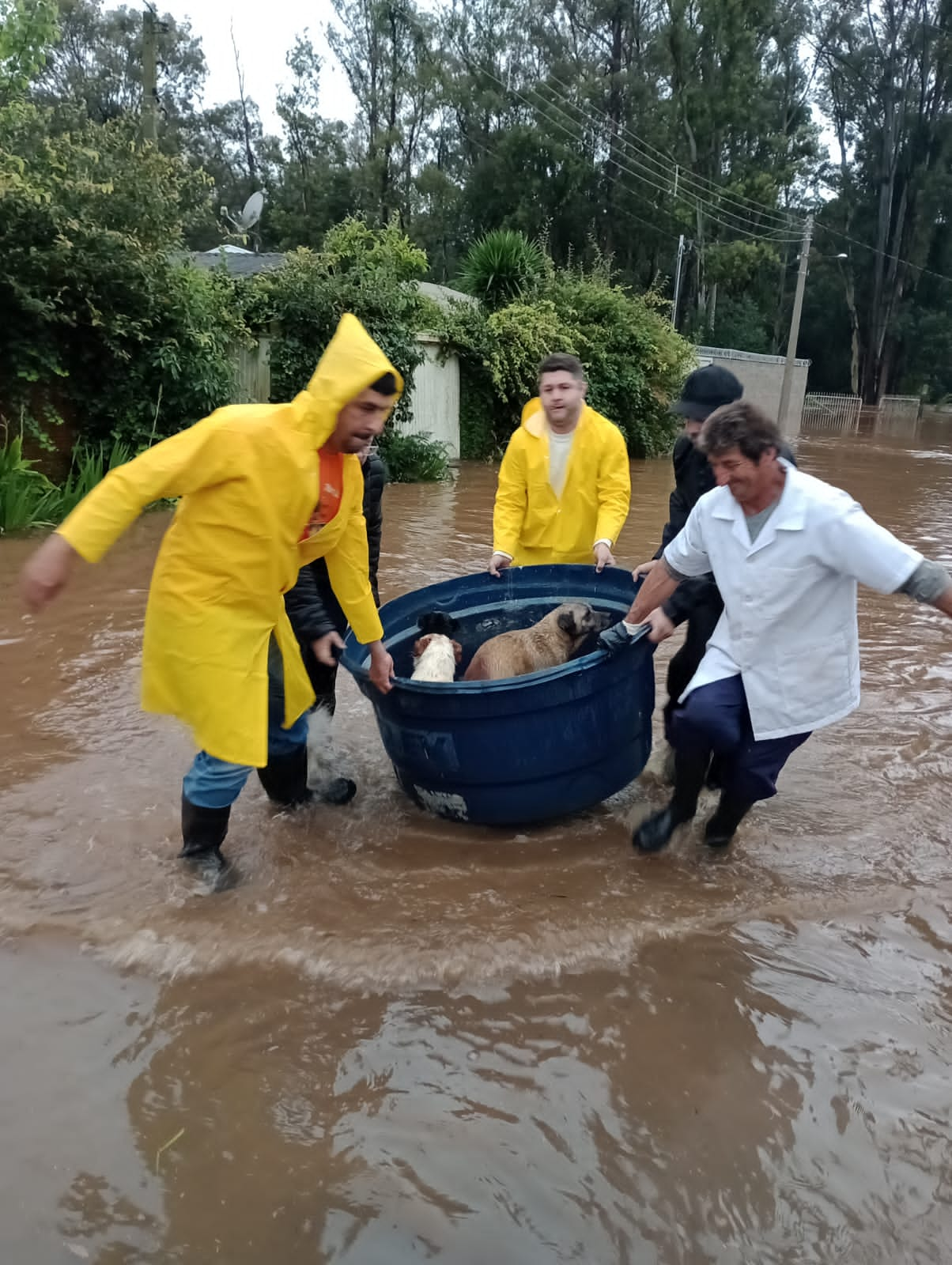 Coordenadoria de Bem-Estar Animal da Prefeitura realiza campanha para arrecadar ração