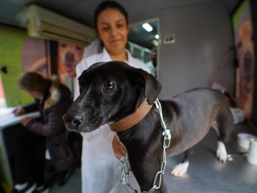 Prefeitura castrou cerca de 14 mil animais pelo programa É o Bicho