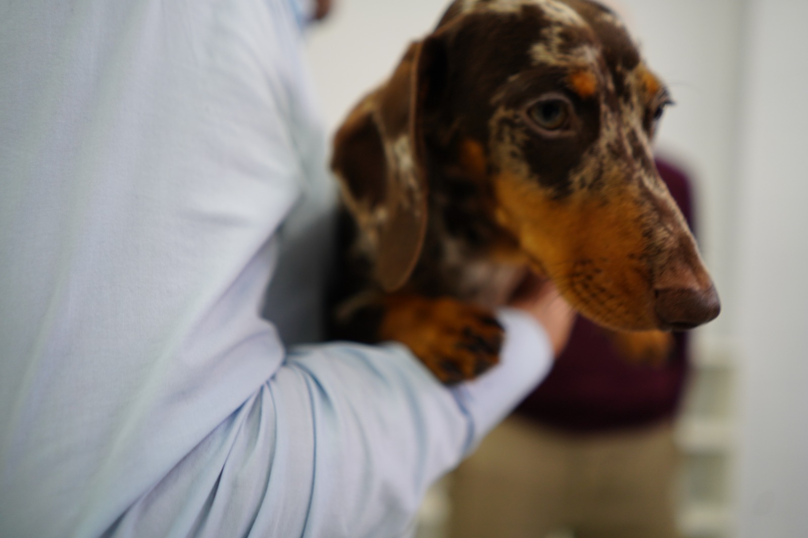 Prefeitura ampliará estrutura para atendimento e cuidado com animais em Passo Fundo