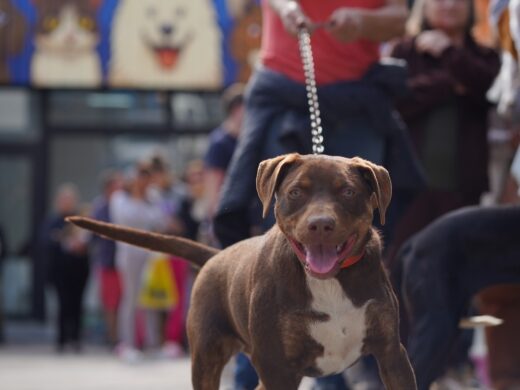 Novo ambulatório veterinário municipal completa um mês de funcionamento