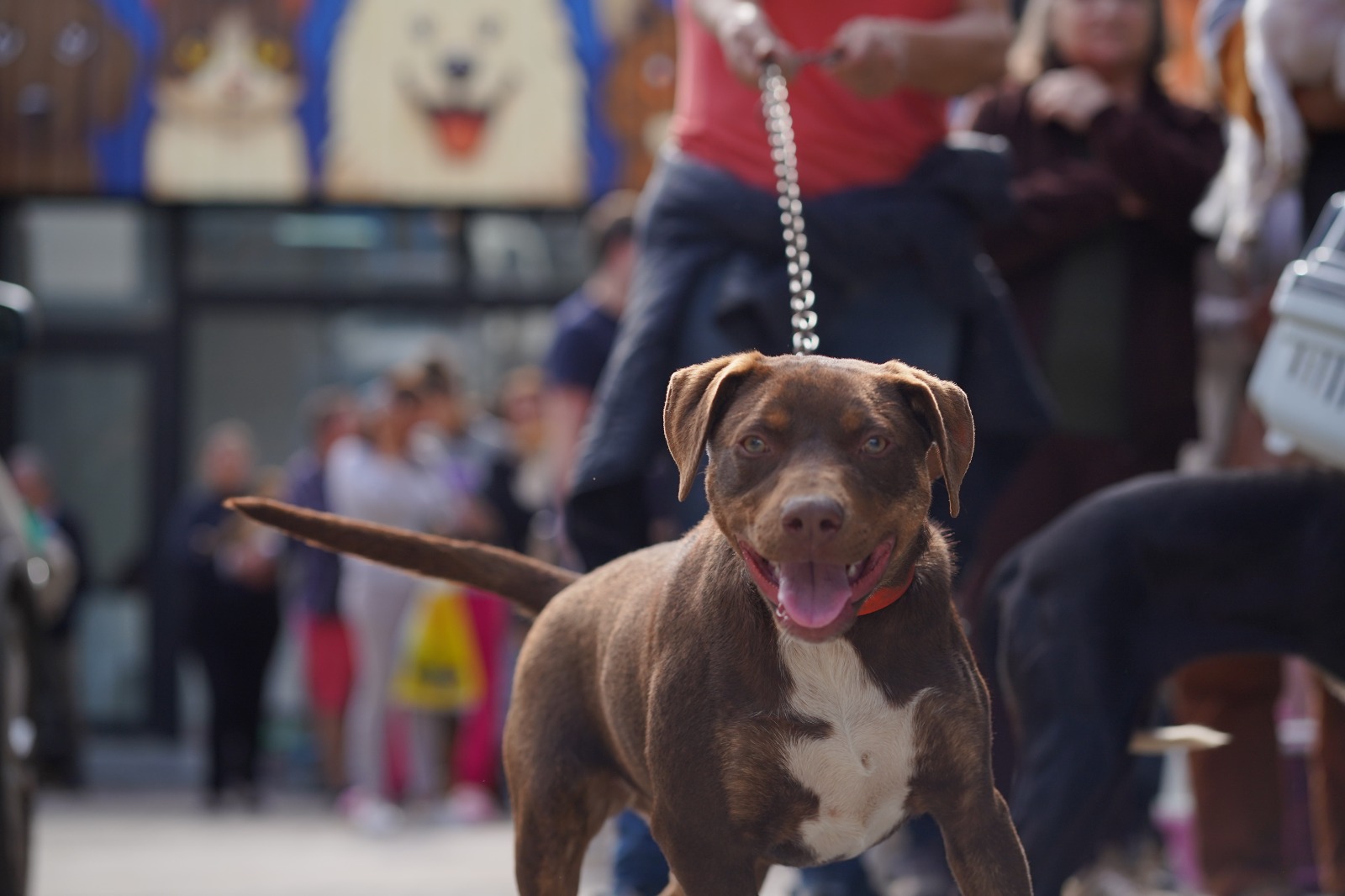 Novo ambulatório veterinário municipal completa um mês de funcionamento
