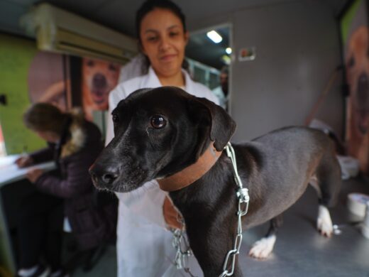 Programa É o Bicho registra recorde histórico de castrações em 2025