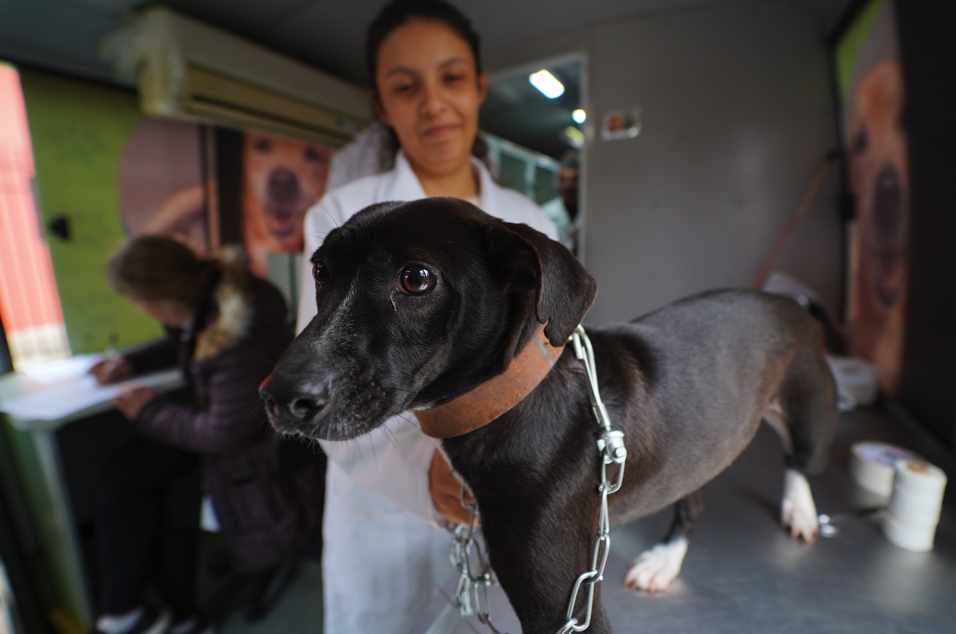 Programa É o Bicho registra recorde histórico de castrações em 2025