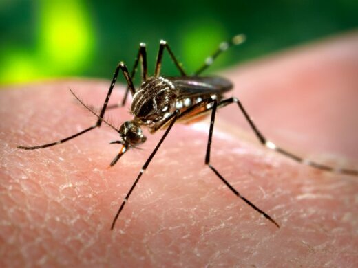 Combate do mosquito da Dengue