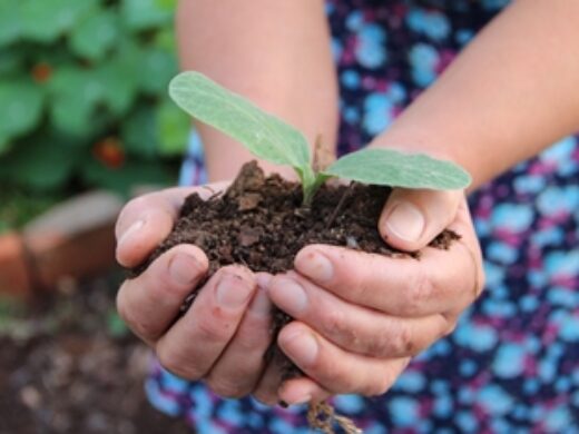 Programa Plantando em Casa já atende diversas regiões da cidade