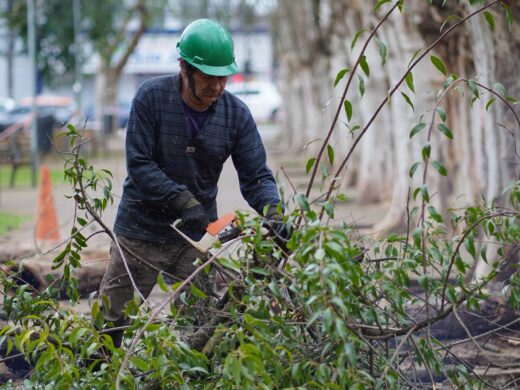 Prefeitura realiza ação de manejo arbóreo com acompanhamento do Ministério Público