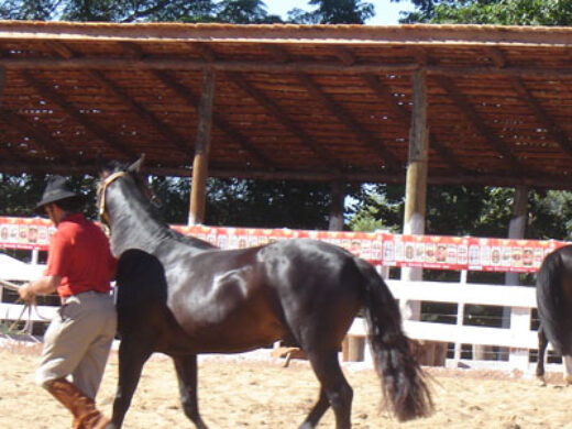 Cavalo crioulo em destaque no Rodeio