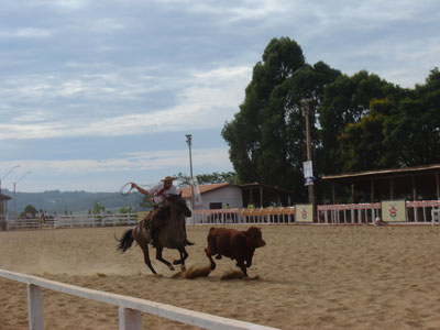 Peão esporeia o cavalo para pialar o boi