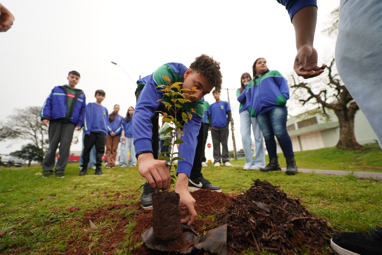 Prefeitura inicia plantio de árvores do programa Passo Fundo + Verde