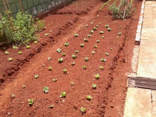 Centro Pop cultiva horta para alimentação