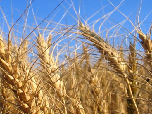 Prefeitura apoia empresa de agronegócio