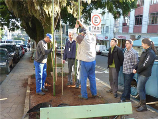 Mais jacarandás na General Netto preservam valor histórico
