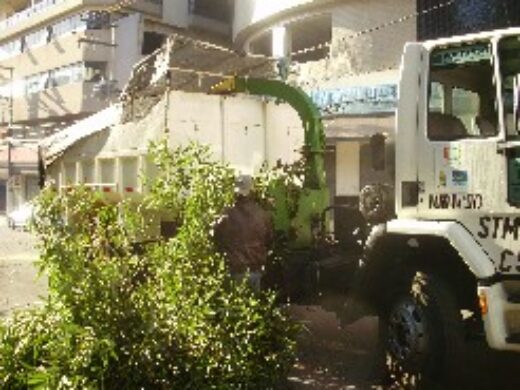 Prefeitura orienta poda e retirada de árvores