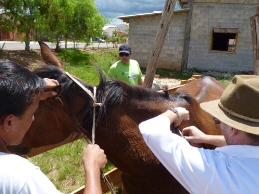 Mais carroças emplacadas e cavalos monitorados