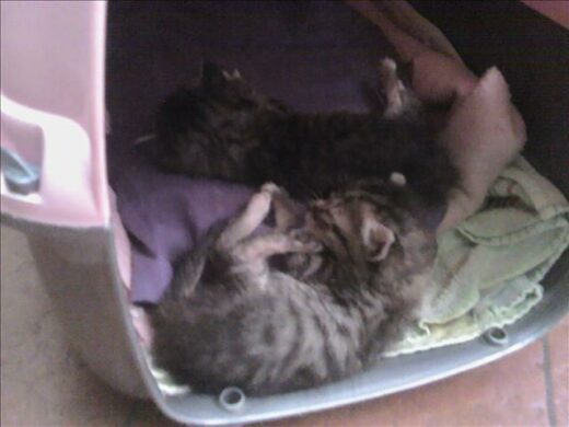 Gatos são abandonados em frente a SMAM