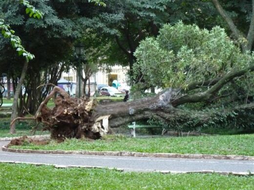 Secretaria de Meio Ambiente tem cronograma de podas para o inverno