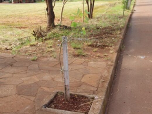 Programa Uma Criança, Uma Árvore: Prefeitura já plantou 4.900 árvores