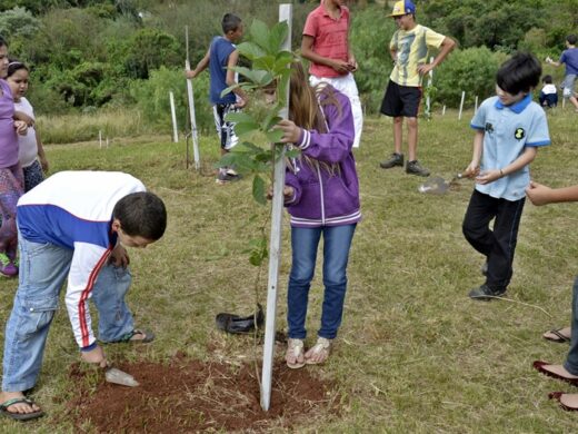 Mais de seis mil árvores plantadas por Programa