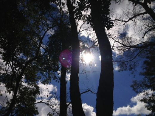 Curso sobre arborização urbana em Passo Fundo