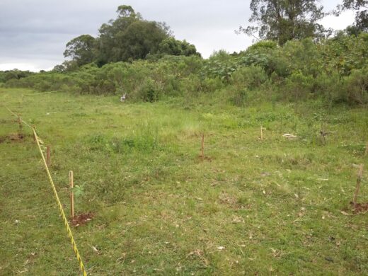 Prefeitura promove o reflorestamento