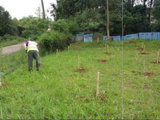 Prefeitura realiza reflorestamento