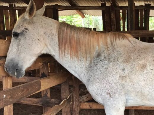 ﻿Prefeitura e IMED firmam parceria em projeto