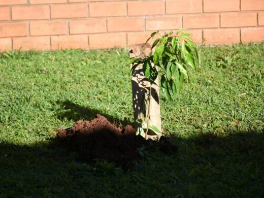 Programa plantou mais de 9 mil novas árvores