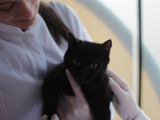 É o Bicho: menos animais abandonados nas ruas