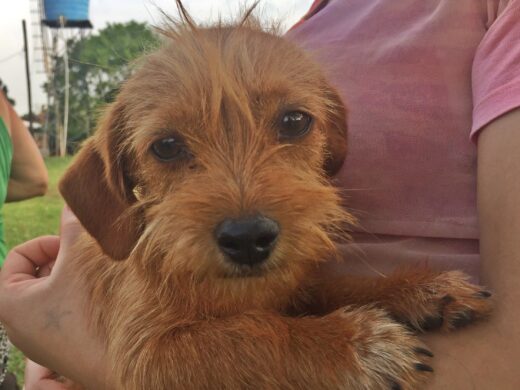 ﻿Definida entidade que vai cuidar de animais