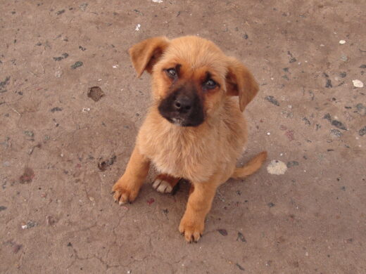 Animais começam a ser transferidos para ONG Ampara