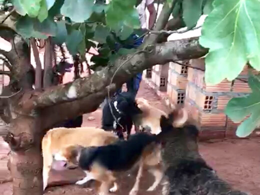 Mais de 40 animais transferidos para Ampara