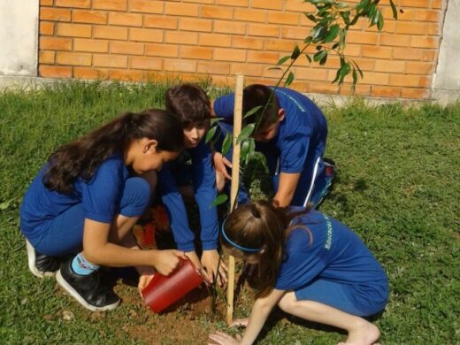 Mais de 11 mil árvores já foram plantadas