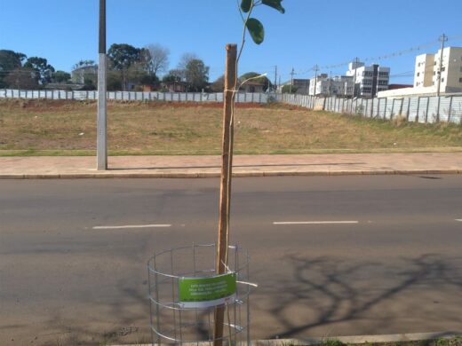 Avenida Brasil ganha mais de 200 novas árvores
