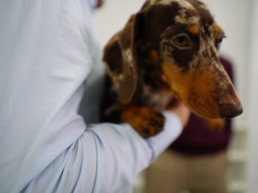 Prefeitura ampliará estrutura para atendimento e cuidado com animais em Passo Fundo