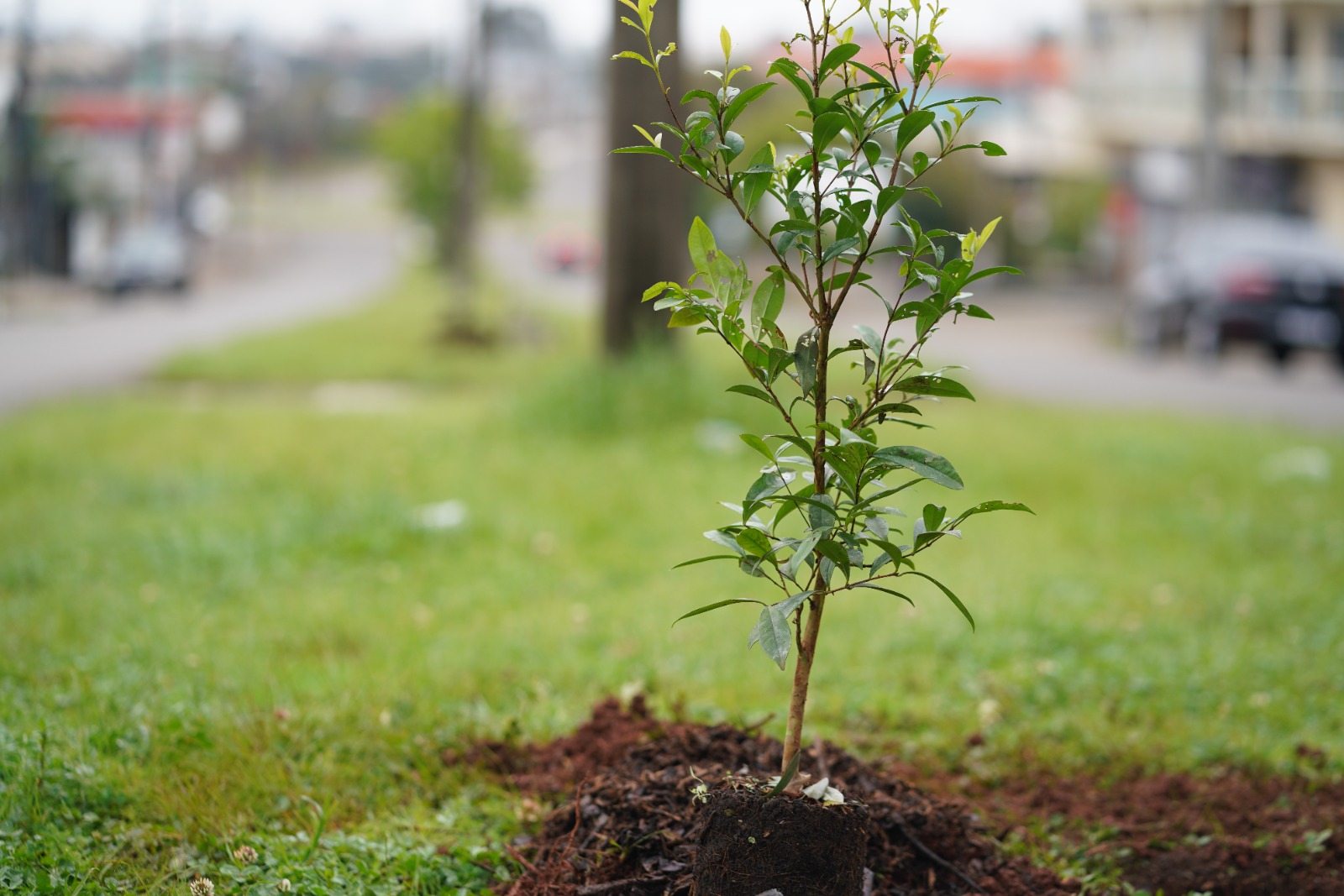 Passo Fundo + Verde contabiliza mais de 500 árvores plantadas