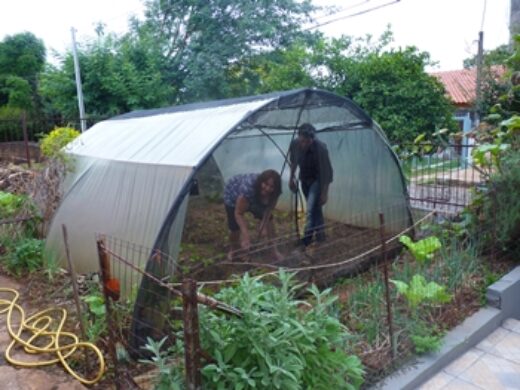Programa Plantando em Casa da Prefeitura já atendeu mais de 190 famílias