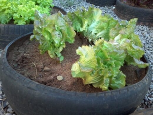 Plantando em Casa: programa já distribuiu cerca de 500 kits de sementes