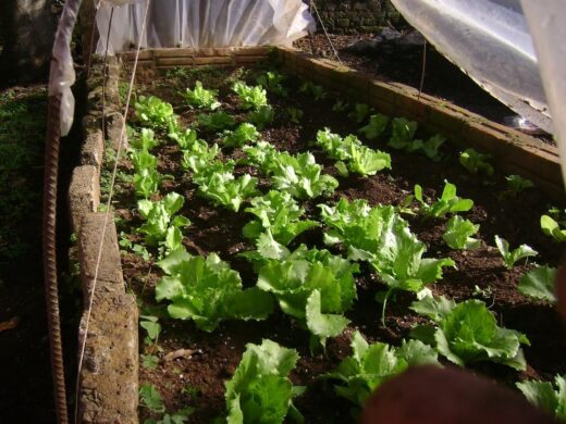 Plantando em Casa já distribuiu quase 1.000 kits de sementes