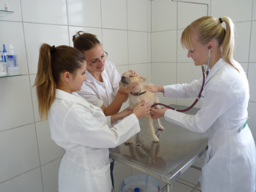 Ambulatório Veterinário Municipal é opção para atendimento de cães e gatos