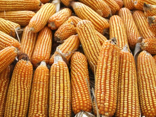 Incentivo para agricultura familiar no interior