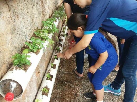 ﻿Programa Plantando em Casa na EMEI Tio Patinhas